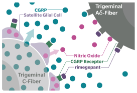 neurogenic inflammation